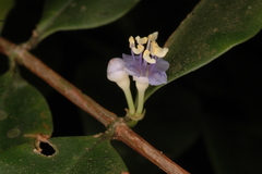 Memecylon gracile